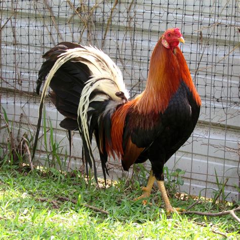 The Yellow Legged Hatch is a Cross Between the already Proven Line of Blueface Hatch of Renown Breeder Sandy Hatch , Whitehackle and Boston Roundhead for one truly Murderous Gamefowl. . Pinnon yellow leg hatch fighting style